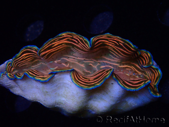 WYSIWYG Tridacna derasa ULTRA (6.5 cm)