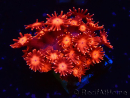 WYSIWYG Goniopora 9J1