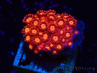 WYSIWYG Goniopora 9J2
