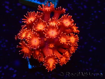 WYSIWYG Goniopora 9J3