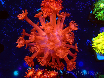 WYSIWYG Goniopora