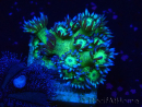 WYSIWYG Goniopora 9K1