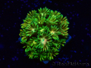 WYSIWYG Goniopora 9K3
