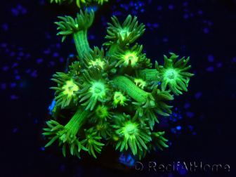 WYSIWYG Goniopora 9K4