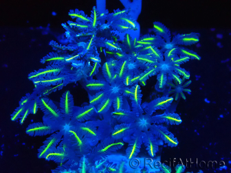 WYSIWYG Clavularia sp 20N1