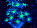 WYSIWYG Clavularia