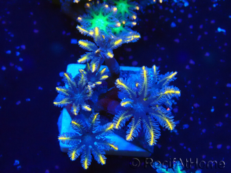 WYSIWYG Clavularia