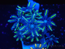 WYSIWYG Clavularia