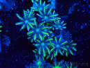 WYSIWYG Clavularia