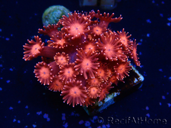 WYSIWYG Goniopora 9J1