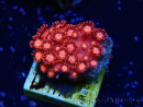 WYSIWYG Goniopora 9J2