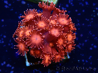 WYSIWYG Goniopora 9J3