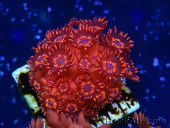 WYSIWYG Goniopora 9J4