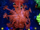 WYSIWYG Goniopora 9J5
