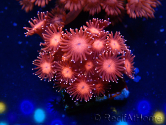 WYSIWYG Goniopora