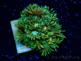 WYSIWYG Goniopora 9K2