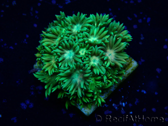WYSIWYG Goniopora