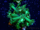 WYSIWYG Goniopora