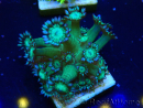 WYSIWYG Goniopora
