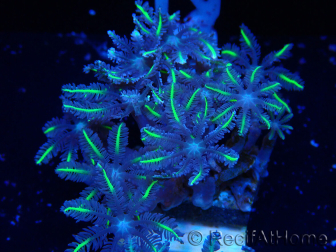 WYSIWYG Clavularia
