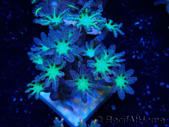 WYSIWYG Clavularia