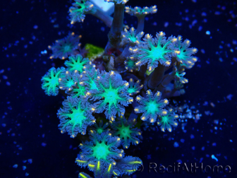 WYSIWYG Clavularia sp 20N3