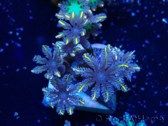 WYSIWYG Clavularia