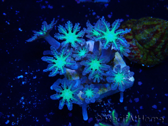 WYSIWYG Clavularia sp 20O1