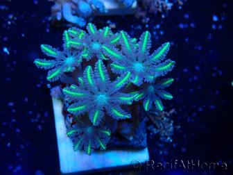 WYSIWYG Clavularia