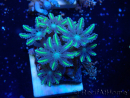 WYSIWYG Clavularia sp 20O4