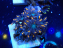 WYSIWYG Clavularia