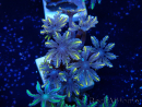 WYSIWYG Clavularia sp 20P2