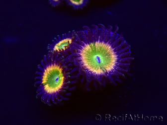 WYSIWYG - Zoanthus Tinkerbells 30A5