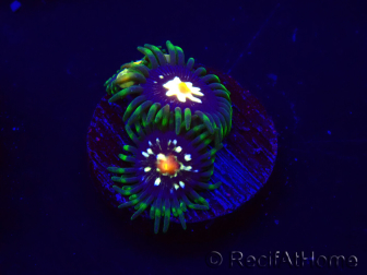 WYSIWYG - Zoanthus Eyes Of Rah