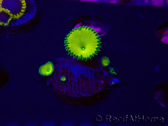 WYSIWYG - RAH Protopalythoa Banana