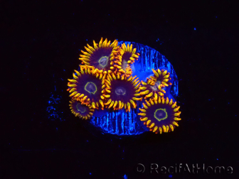 WYSIWYG - Zoanthus Rainbow Hornet 40M6