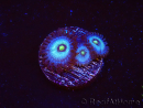 WYSIWYG - Zoanthus Frozen Nebula 2A4