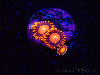 WYSIWYG - Zoanthus Atomic Sunset 2E11
