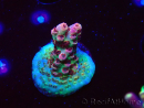 WYSIWYG RAH Acropora hyacinthus Pink Planet 5B10