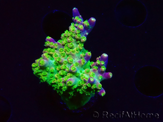 WYSIWYG MHAcropora natalensis 5C3
