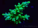 WYSIWYG RAH Acropora austera Gelbe Spitzen
