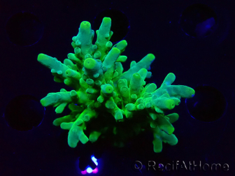 WYSIWYG RAH Acropora austera Yellow 5G2
