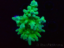 WYSIWYG RAH Acropora austera Gelbe Spitzen
