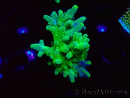 WYSIWYG RAH Acropora austera Yellow 5G4