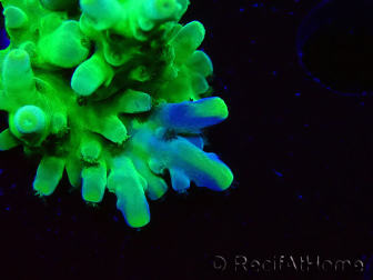 WYSIWYG RAH Acropora austera Yellow 5G4
