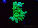 WYSIWYG RAH Acropora austera Yellow Tips