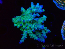 WYSIWYG LR Acropora austera Yellow Tips 5F6