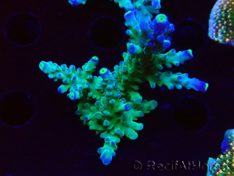 WYSIWYG RAH Acropora Rose Gold