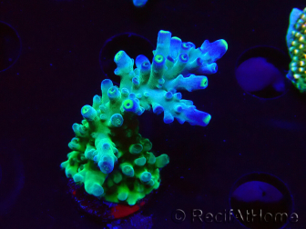 WYSIWYG LR Acropora austera Yellow Tips 5F8