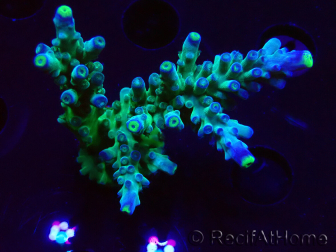 WYSIWYG RAH Acropora Rose Gold